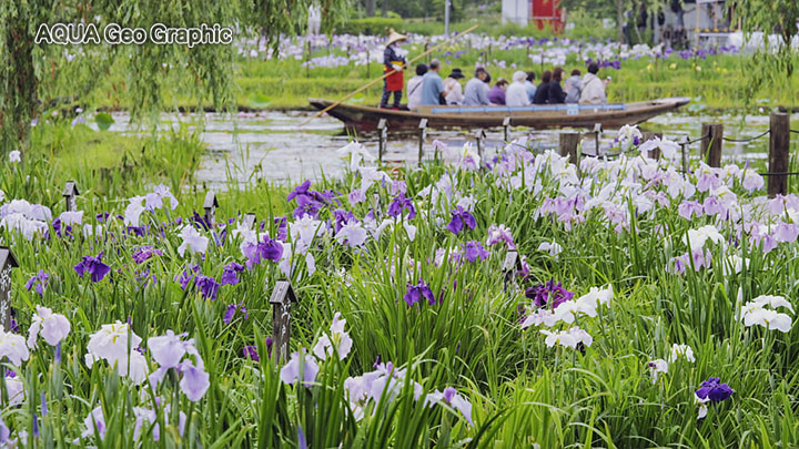 水郷佐原 あやめ祭り 水郷佐原水生植物園 花菖蒲