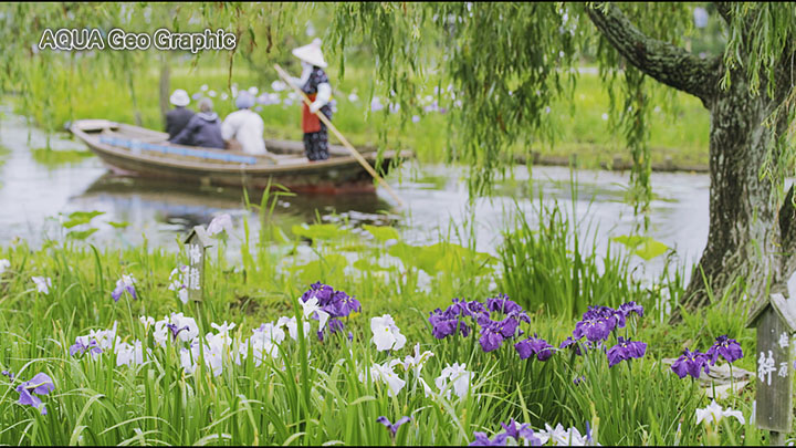 水郷佐原 あやめ祭り 水郷佐原水生植物園 花菖蒲