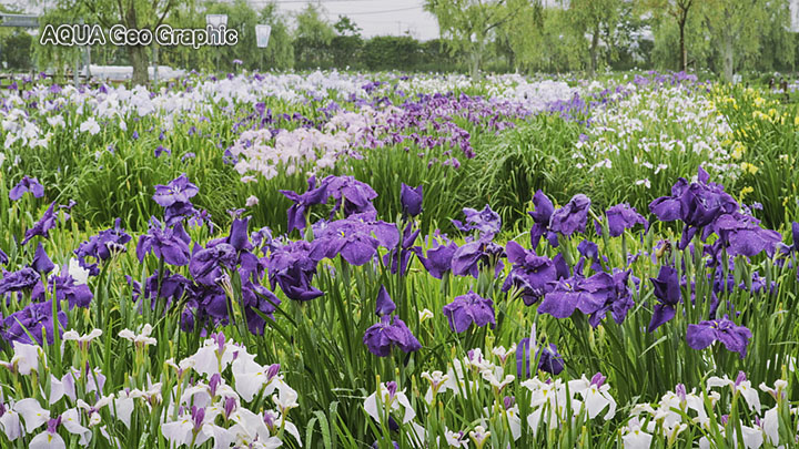 水郷佐原 あやめ祭り 水郷佐原水生植物園 花菖蒲