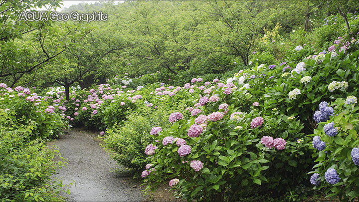 紫陽花 アジサイ「花野辺の里」