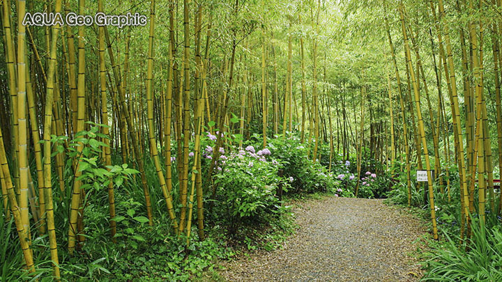 紫陽花 アジサイ「花野辺の里」