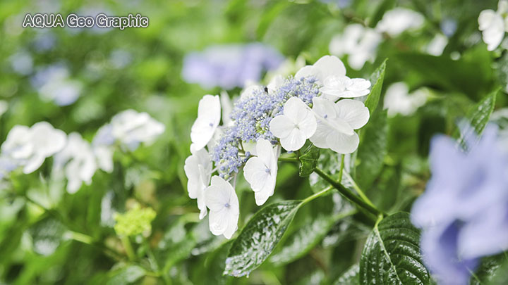 紫陽花 アジサイ「花野辺の里」