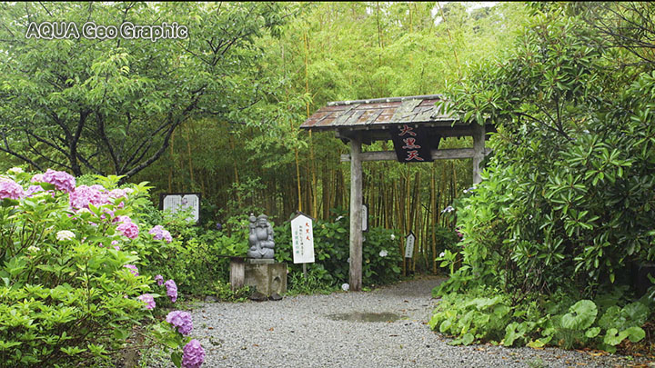 紫陽花 アジサイ「花野辺の里」