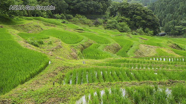初夏の大山千枚田　棚田百選