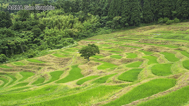 初夏の大山千枚田　棚田百選
