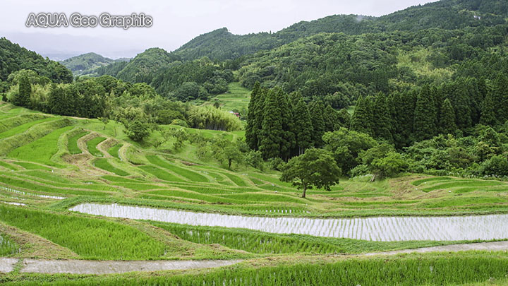 初夏の大山千枚田　棚田百選