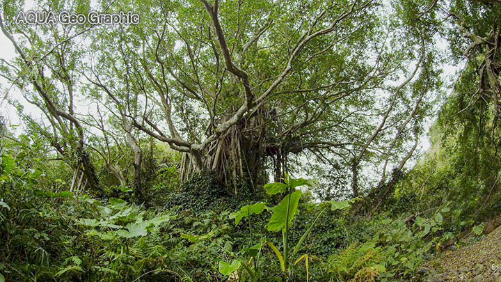 奄美群島の原生林