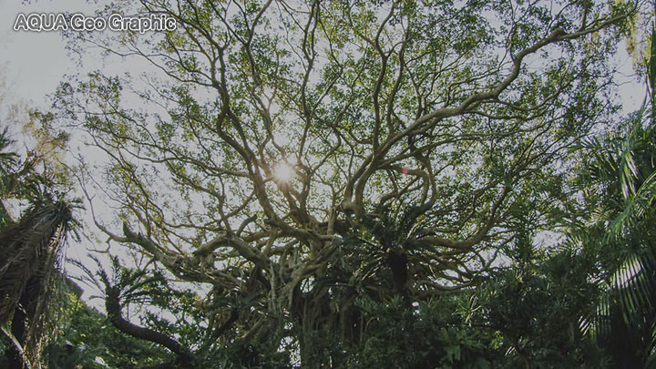 奄美群島の原生林