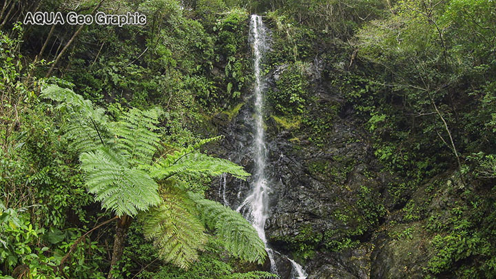 奄美群島の原生林
