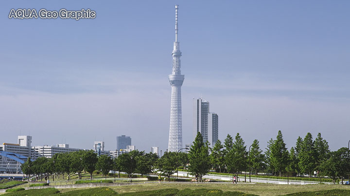 新緑 東京スカイツリー 隅田川 汐入公園