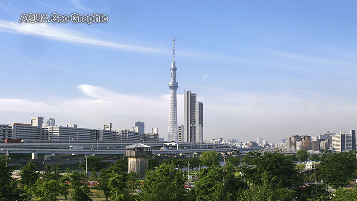 新緑 東京スカイツリー 隅田川 汐入公園