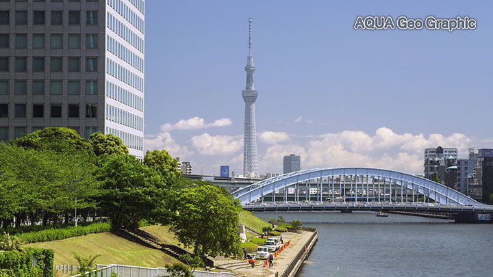 新緑 東京スカイツリー 隅田川 永代橋
