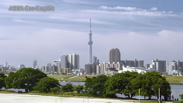 新緑 東京スカイツリー 荒川土手