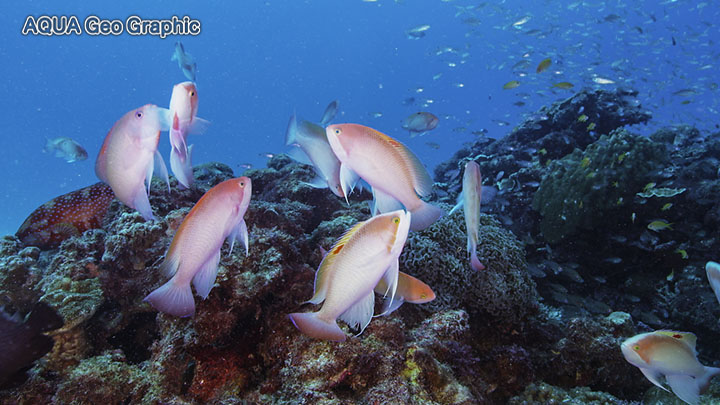 奄美大島 水中映像