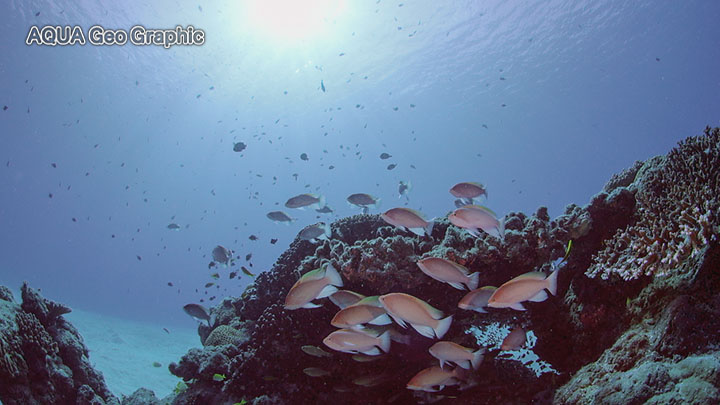 奄美大島 水中映像