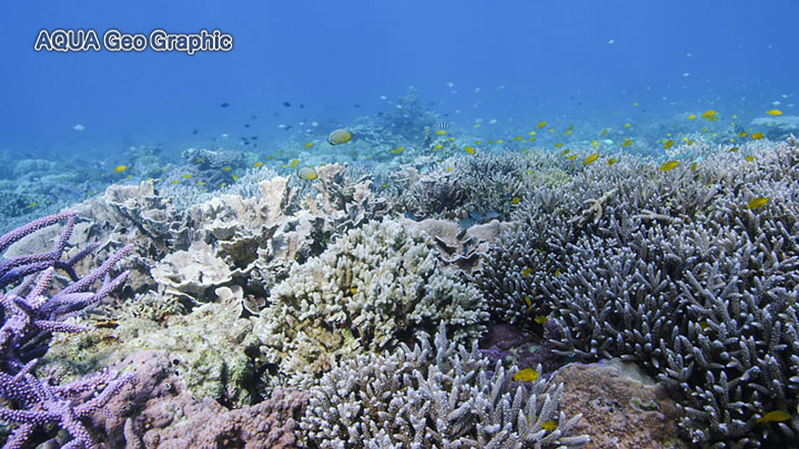 奄美大島 水中映像