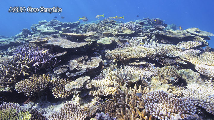 奄美大島 水中映像