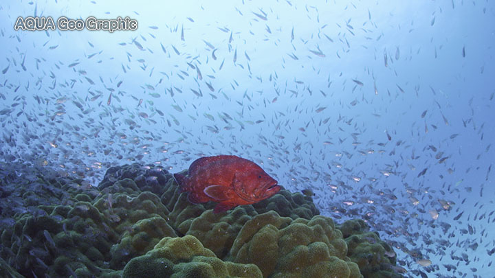 奄美大島 水中映像