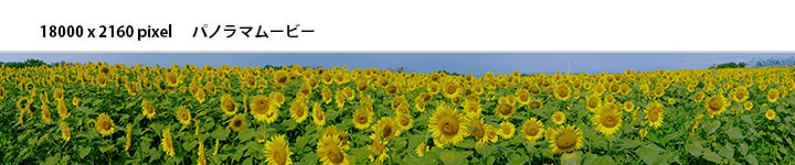北杜市明野サンフラワーフェス「ひまわり」超ワイドのパノラマムービー