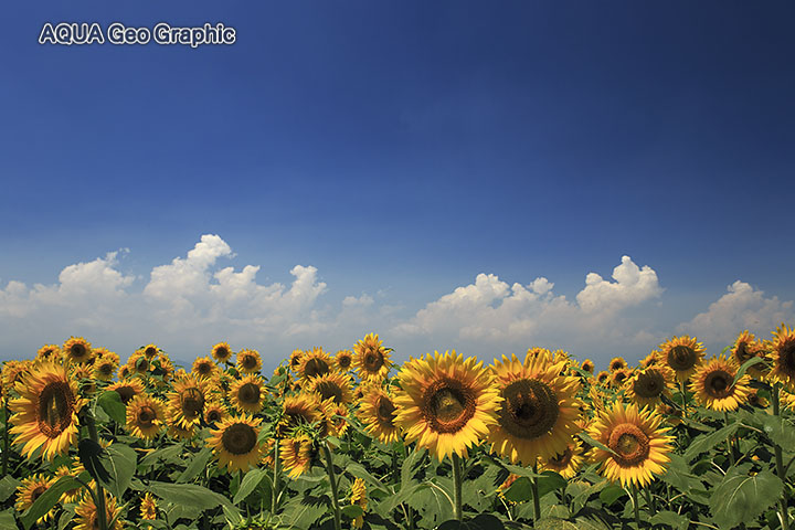 北杜市明野サンフラワーフェス「ひまわり」ヒマワリ、向日葵