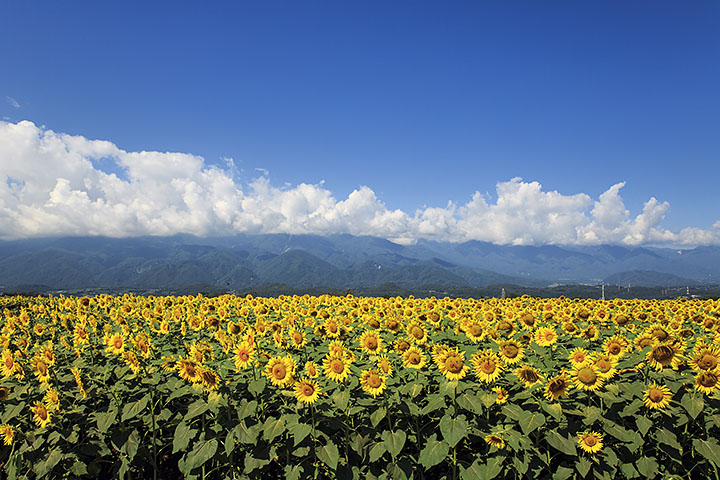 明野のヒマワリ畑 ひまわり畑 向日葵畑 