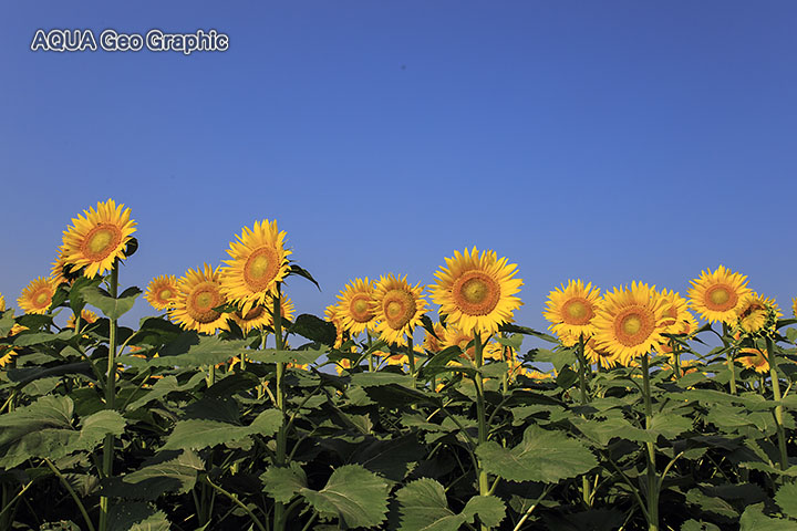 新潟県津南町の「ひまわり広場」