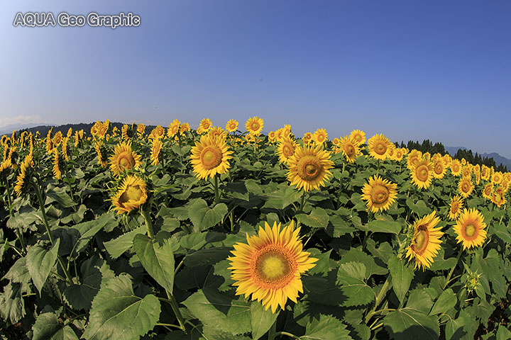 新潟県津南町の「ひまわり広場」