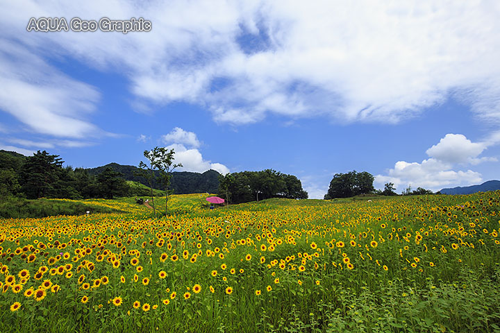 三ノ倉高原 ひまわり畑 ヒマワリ畑 向日葵畑 