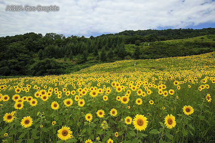 三ノ倉高原 ひまわり畑 ヒマワリ畑 向日葵畑 