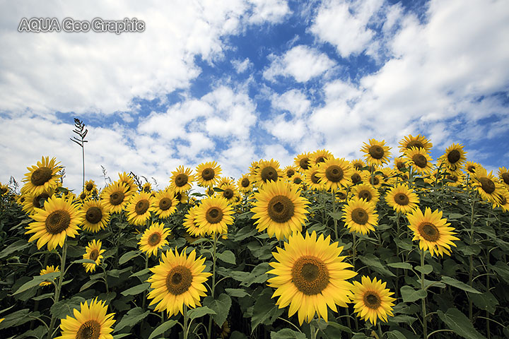 三ノ倉高原 ひまわり畑 ヒマワリ畑 向日葵畑 