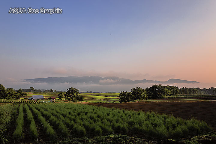 新潟県津南町の「ひまわり広場」