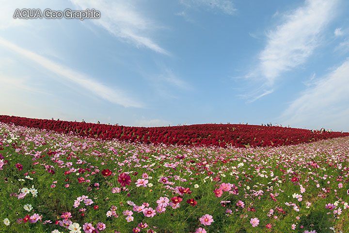 国営ひたち海浜公園　コキアの紅葉とコスモス