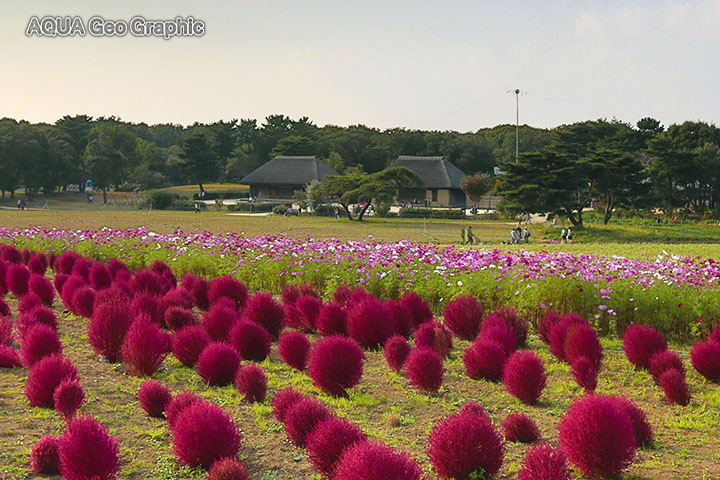 国営ひたち海浜公園　コキアの紅葉とコスモス