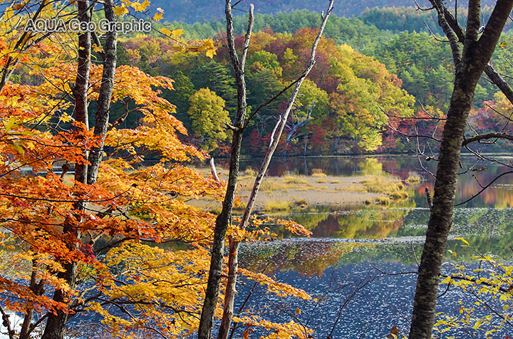 観音沼森林公園　紅葉