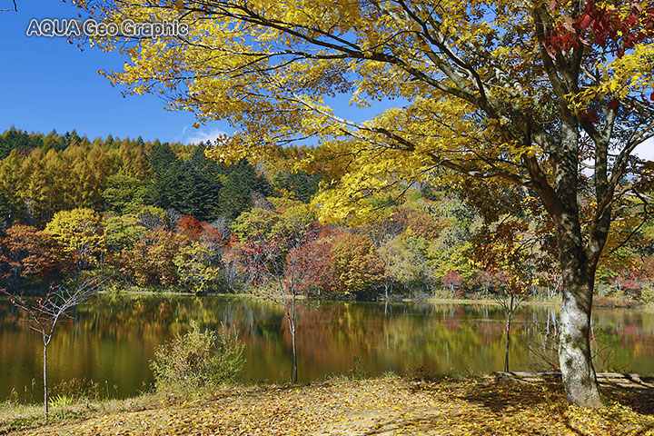 戸隠 小鳥ヶ池　紅葉　黄葉　水鏡