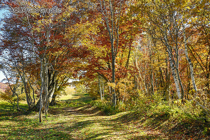 笹ヶ峰高原の紅葉