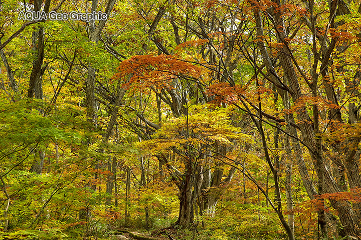 裏磐梯の紅葉 小野川