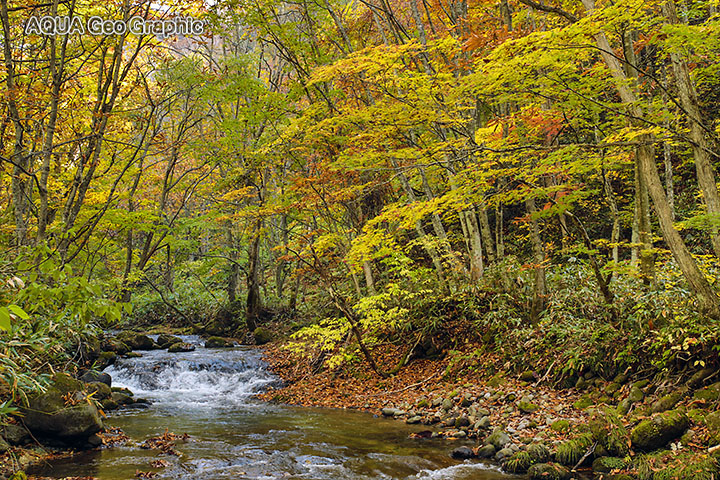 裏磐梯の紅葉 小野川