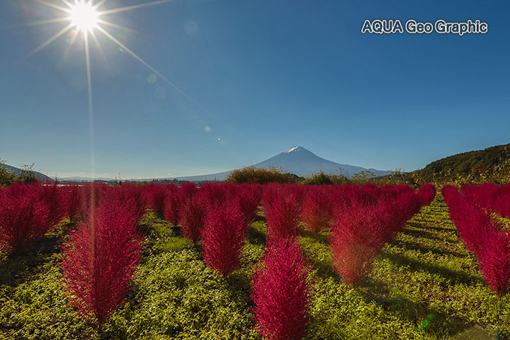 紅葉 富士山　河口湖 コキア　大石公園