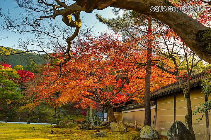 京都の紅葉 高台寺