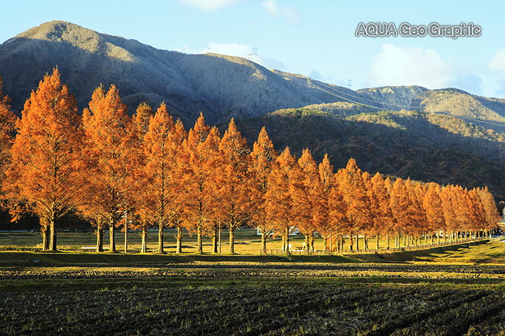 滋賀県 高島市 マキノ高原 メタセコイア並木道