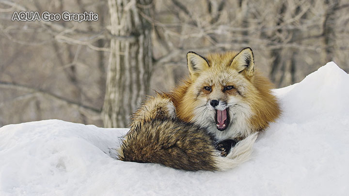 雪景色 宮城蔵王キツネ村