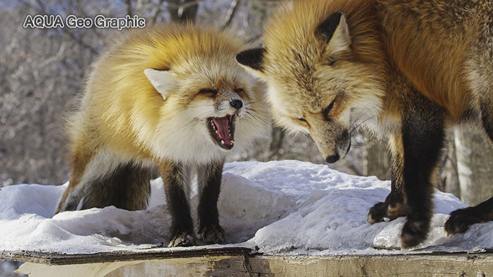 雪景色 宮城蔵王キツネ村