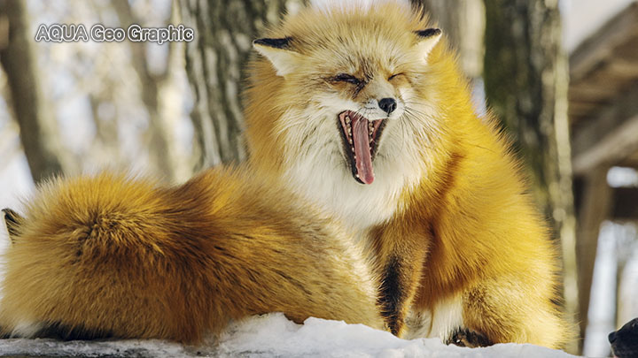 雪景色 宮城蔵王キツネ村
