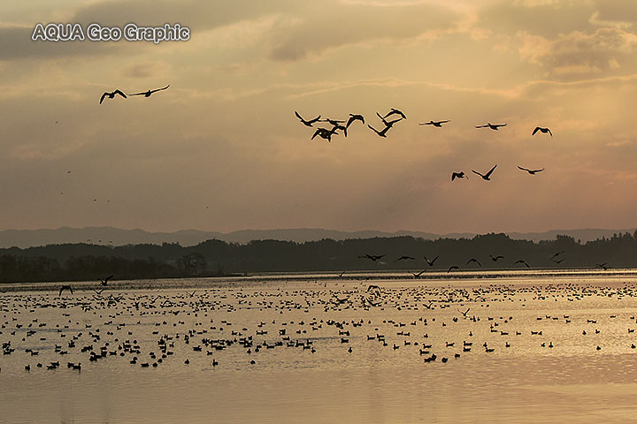 伊豆沼の朝陽とマガンの塒立ち