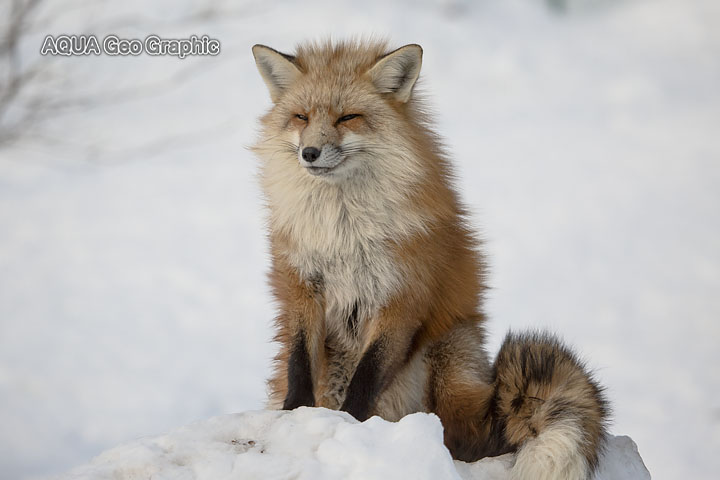 Miyagi Zao Fox Village　宮城蔵王キツネ村　雪景色