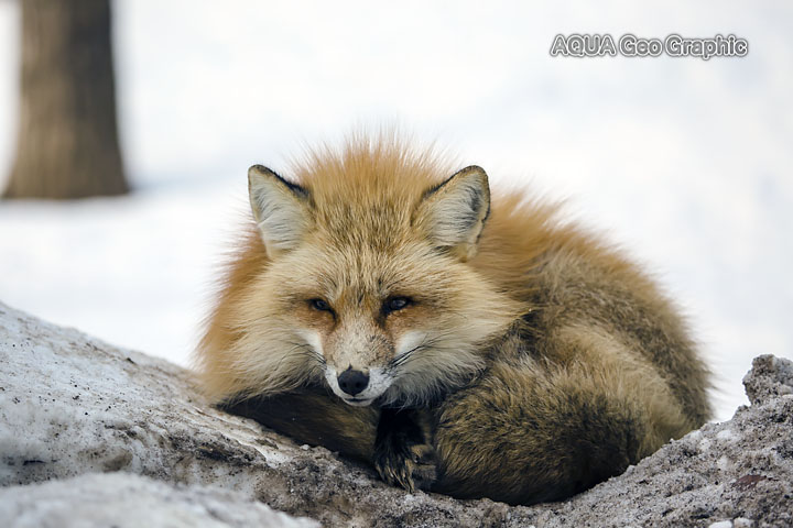 Miyagi Zao Fox Village　宮城蔵王キツネ村　雪景色