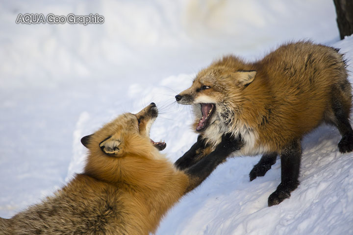 Miyagi Zao Fox Village　宮城蔵王キツネ村　雪景色