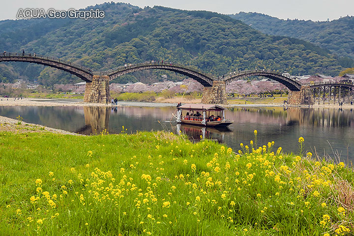 錦帯橋と桜