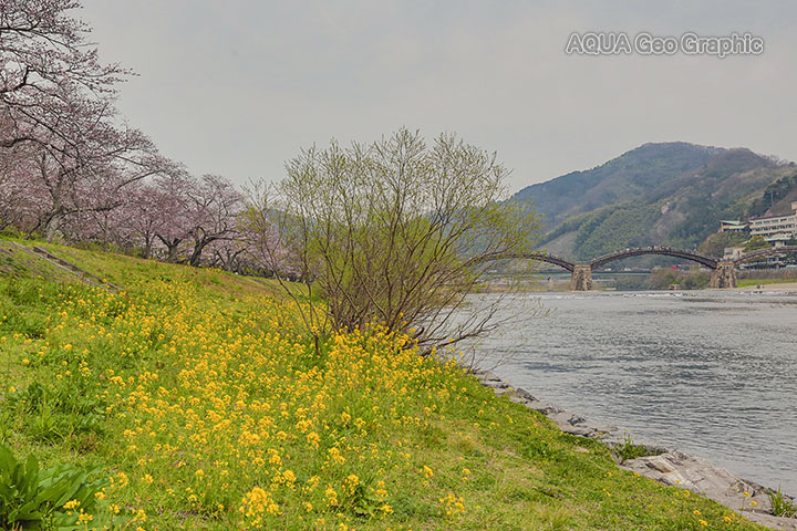 錦帯橋と桜